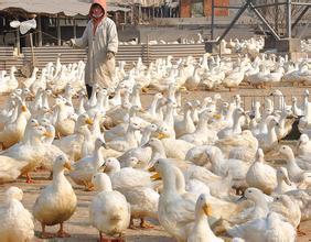 家禽的光禽屠宰與生產(chǎn)流程