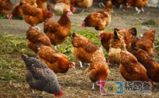 關(guān)于溫州某村規(guī)范家禽飼養(yǎng)與屠宰管理的通知