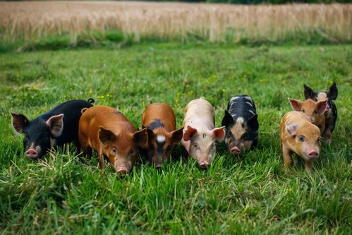 家禽養(yǎng)殖攝影 記錄與實用的完美結(jié)合