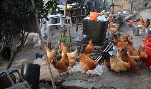 2022年農村家禽養殖禁令解除內容解讀，農民朋友需了解