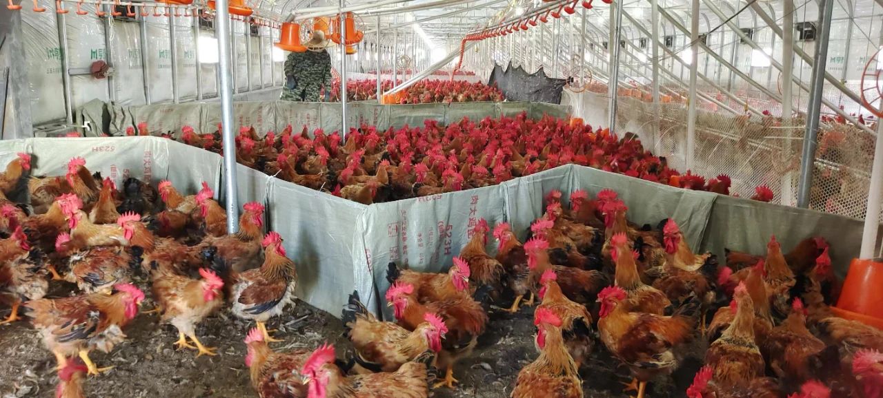 高硐村 抱團養(yǎng)雞興產(chǎn)業(yè) 光禽加工拓富路