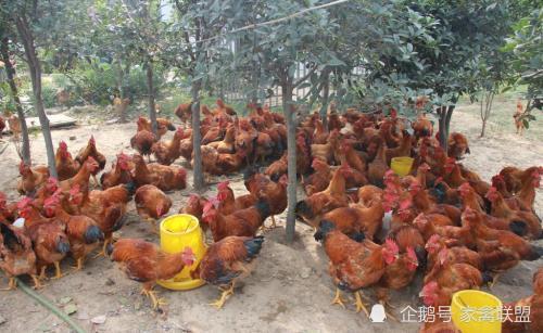 雞價(jià)探底回升，光禽產(chǎn)業(yè)助力家禽行情向好發(fā)展