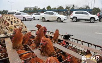 光禽屠宰與生產(chǎn)新趨勢 應(yīng)對禁養(yǎng)范圍擴(kuò)大的挑戰(zhàn)與機(jī)遇