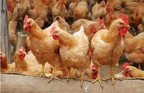 提升雞群均勻度 科學(xué)養(yǎng)殖是正道，勿信旁門左道