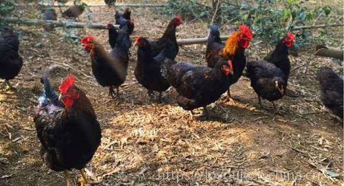 有機(jī)家禽養(yǎng)殖技術(shù)與光禽屠宰生產(chǎn)全流程解析