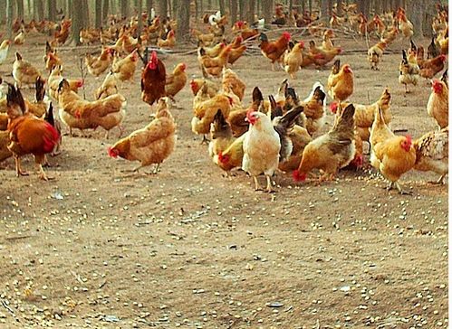 臺風(fēng)“天鴿”來襲，家禽養(yǎng)殖戶如何做好防災(zāi)減災(zāi)工作？