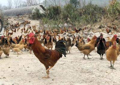 補(bǔ)助暖人心，家禽養(yǎng)殖戶轉(zhuǎn)憂為喜