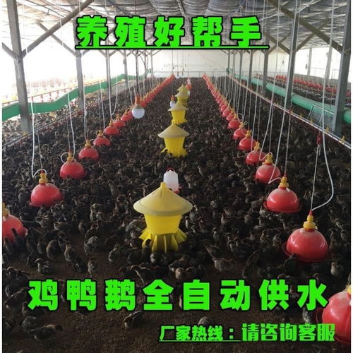 家禽自動飲水器 現代化養殖的高效工具